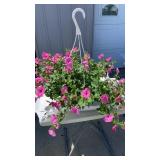 Pink Hibiscus Hanging Basket