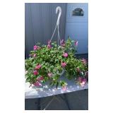 Pink Hibiscus Hanging Basket