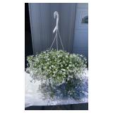 Lobelia Magadi White Hanging Basket