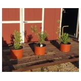 3 Pink Pussywillow Plants