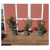3 Blue Princess Red Berry Holly Plants
