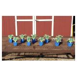 10 Dwarf White & Green Minuteman Hosta Plants