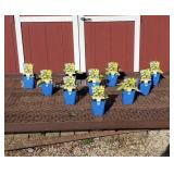 10 Yellow & Green Maui Buttercups Hosta Plants