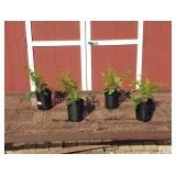 4 Hardy Christmas Fern Plants