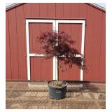 Japanese Weeping Red Dragon Red Maple Tree