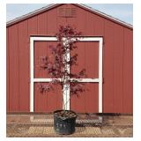 Japanese Bloodgood Red Maple Tree