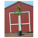 Snowball White Viburnum Tree