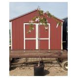 Japanese Weeping Pink Cherry Tree