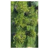 Boxwood (x6)