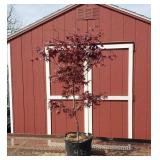 Japanese Bloodgood Red Maple Tree