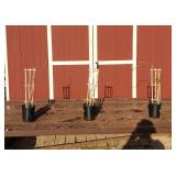 3 Blue Amethyst Falls Wisteria Vine Plants