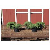 5 Blue Rug Spreading Juniper Plants