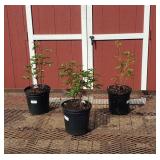 White Charles Peony Plants