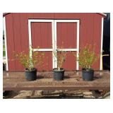 3 Minerva Lavender Purple Rose of Sharon Plants