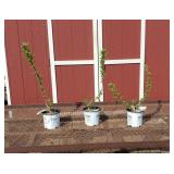 3 White Illuminati Mock Orange Plants