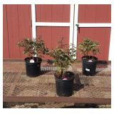 3 Inspector Lavergne Hot Pink Peony Plants