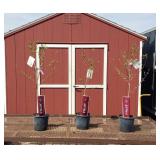 3 Freestone Contender Peach Trees
