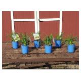 6 Rebloomer Happy Returns Yellow Daylily Plants