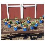 6 Red Touched Yellow Blanket Flower Plants