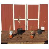 Grape Vineyard Collection Assortment