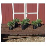 6 Dwarf Mesa Red Blanket Flower Plants