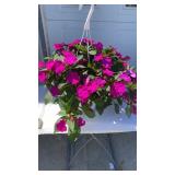 Vigorous Purple Hanging Basket
