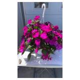 Vigorous Purple Hanging Basket