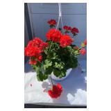 Dark Salmon Geranium Hanging Basket