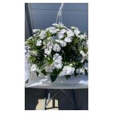 Vigorous White Hanging Basket