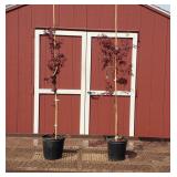 2 Japanese Bloodgood Red Maple Trees
