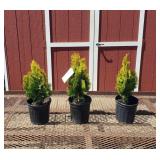 3 Berkman Gold Arborvitae Plants