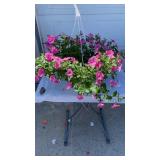 Pink Hibiscus Hanging Basket