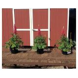 3 Super Duper Red Rum Lupine Plants