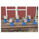 6 Dwarf Electric Red Dianthus Plants