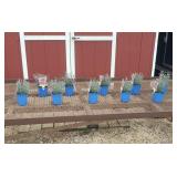 10 Dwarf Starlette Purple Dianthus Plants