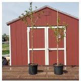 2 Kwanzan Pink Japanese Cherry Trees