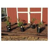 6 Double Pick Sweetheart Blueberry Plants