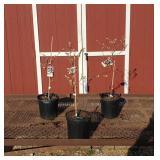 3 Purple Concord Grape Vine Plants