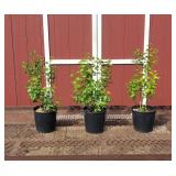 3 Fragrant Bi-Color Purple Sensation Lilac Plants