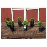 6 Dwarf Globe Arborvitae Plants