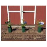 3 Chevalier Blue Clematis Vine Plants