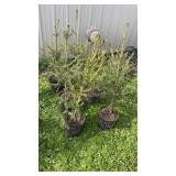 Norway Spruce (x6)