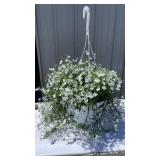 Lobelia Magadi Hanging Basket