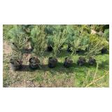Norway Spruce (x6)
