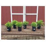 6 Rockin Purple Sweet Williams Plants