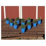 10 Fragrant Blue Phenomenal Lavender Plants
