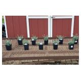 10 BiColor Pink-Rose Sugar Plum Dianthus Plants