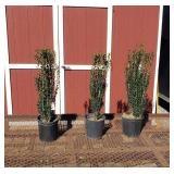 3 Japanese Sky Pencil Holly Plants