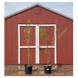 2 Corkscrew Willow Trees