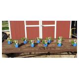 10 Dark Blue Magic Fountains Larkspur Delphinum Pl
